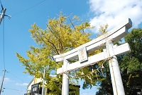 イチョウ1010 (1)_R.JPG